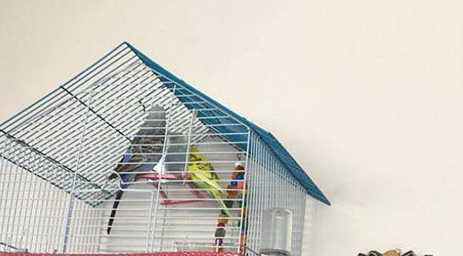 Girdikleri evdeki kuşu dolaptaki peynir bile çaldılar