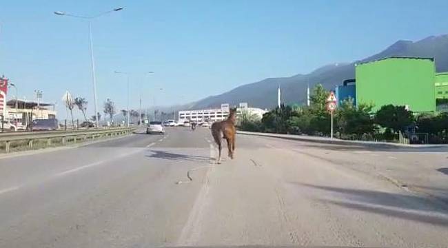 İpini koparan başıboş at trafiği tehlikeye soktu