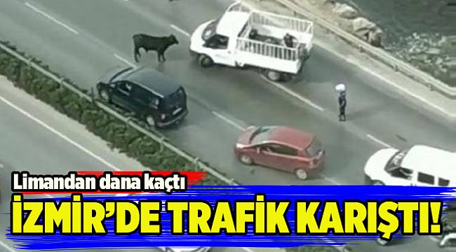Limandan kaçan dana trafiği birbirine kattı