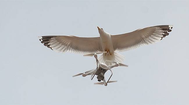 Martıların ’drone’ imtihanı