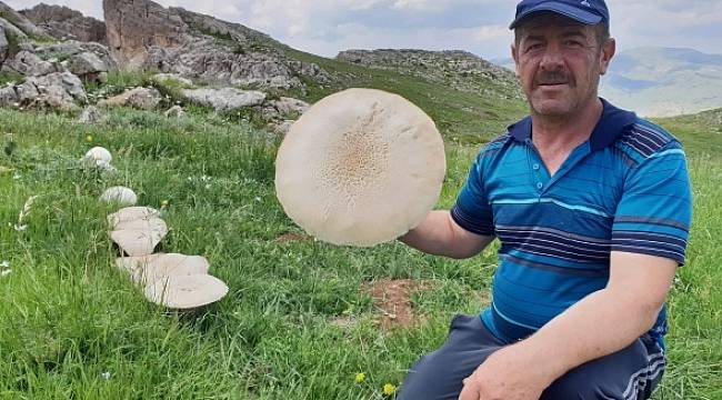 Bu kadar büyük ve sayıca fazlası ilk kez Gümüşhane'de bulundu