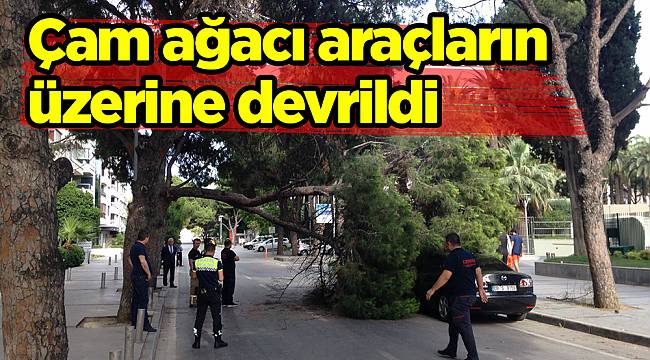 Çam ağacı araçların üzerine devrildi