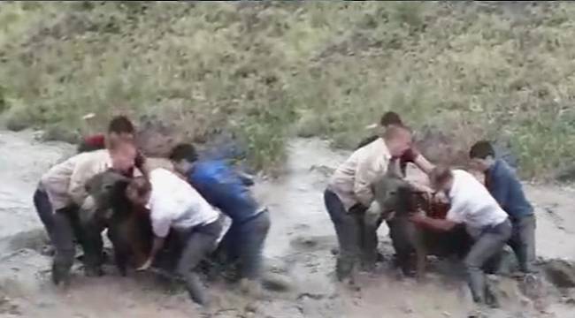 Eşeği selden kurtarmak için canlarını tehlikeye attılar