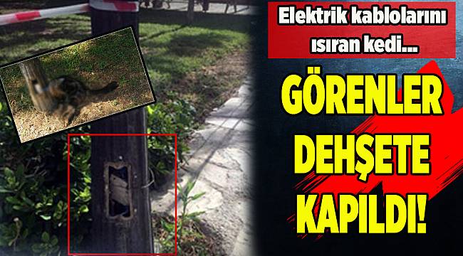 İzmir'de açıkta kalan elektrik kablolarını ısıran kedi telef oldu