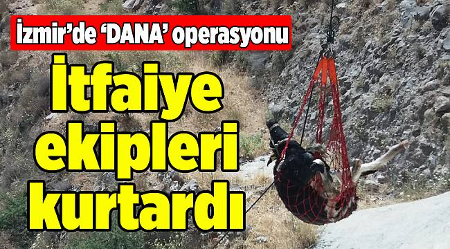 İzmir’de baraja düşen dana kurtarıldı
