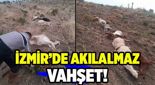 İzmir&#039;de komşu vahşeti!