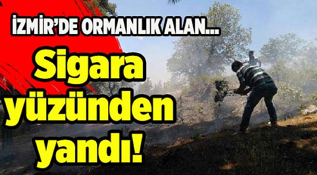 İzmir&#039;de ormanlık alanda yangın