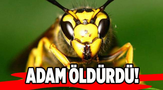 Manisa'da arı adam öldürdü!