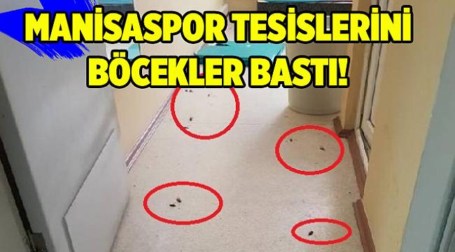 Manisaspor tesislerini böcekler bastı!