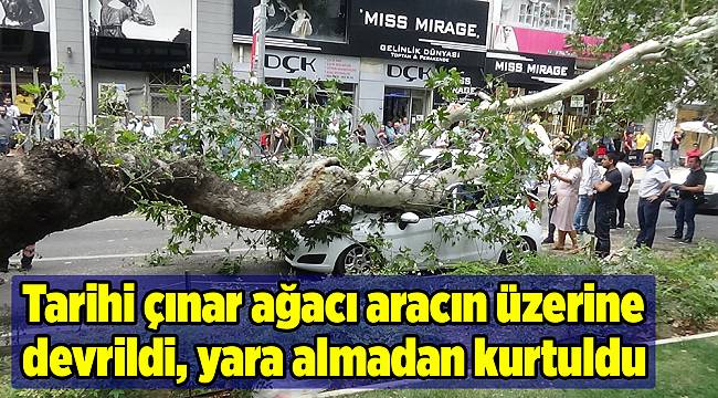 Tarihi çınar ağacı aracın üzerine devrildi, yara almadan kurtuldu