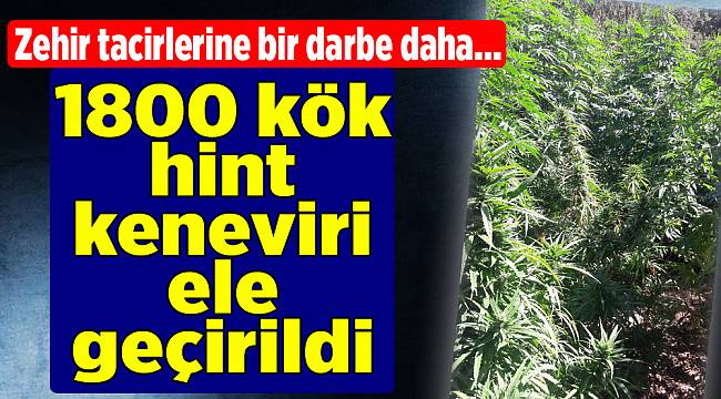 1800 kök hint keneviri ele geçirildi