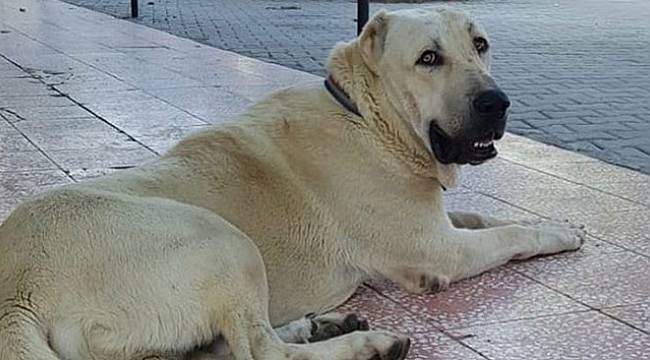 Bu köpeği bulana Antalya’da bir hafta tatil