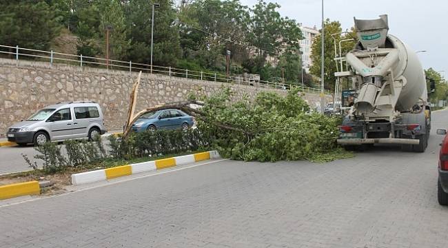 Çankırı'da fırtına ağaçları kökünden söktü