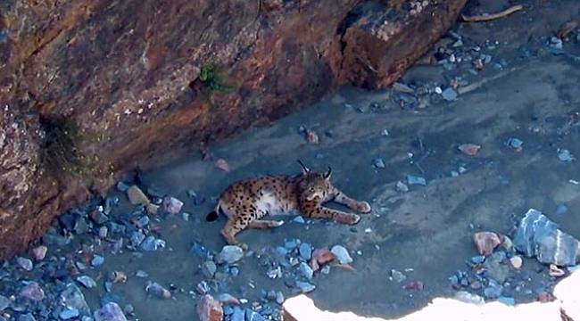 Erzincan’da nesli tükenmekte olan vaşak görüntülendi