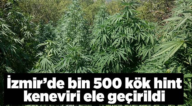 İzmir’de bin 500 kök hint keneviri ele geçirildi