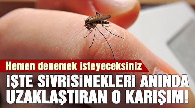 Sadece 3 malzemeyle hazırlanan sivrisinek tuzağı