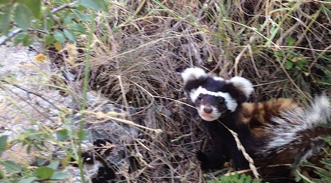 Seydikemer’de nesli tehlikede olan alaca sansar görüntülendi