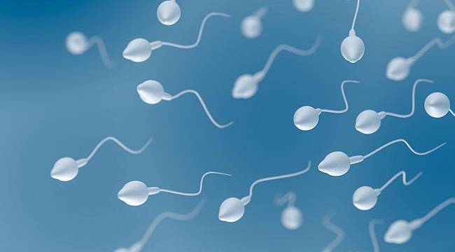 Sperm sayısını arttıran 8 etkili yiyecek