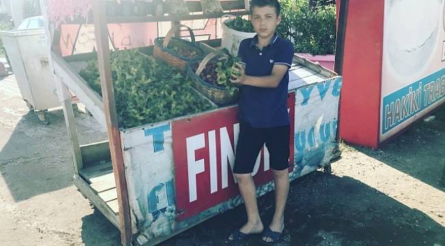 Yaş fındığın kilosu 15 TL