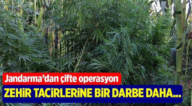 1284 kök Hint keneviri ele geçirildi