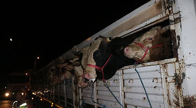 İlk kurbanlıklar İstanbul’a geldi...