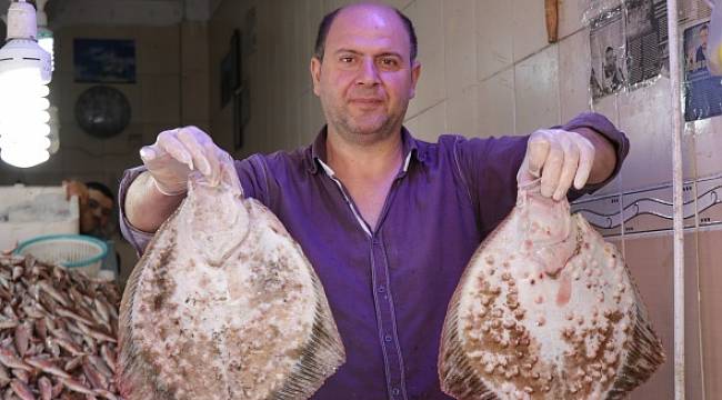 Karadeniz'de "palamut" ve "kalkan balığı" bereketi