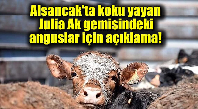 Alsancak'tan koku yayan Julia Ak gemisindeki anguslar için açıklama