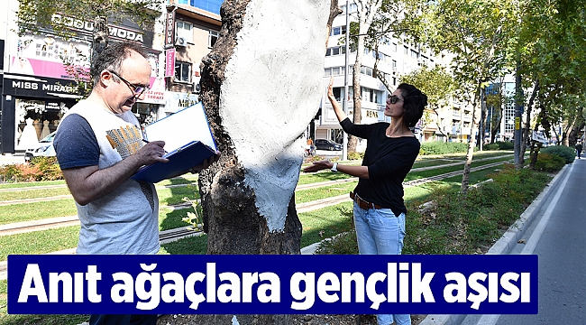Anıt ağaçlara gençlik aşısı