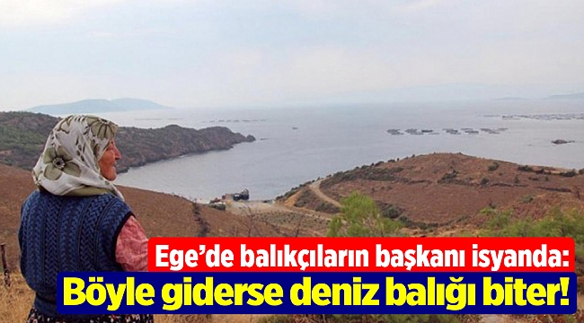 Ege’de balıkçıların başkanı isyanda: Böyle giderse deniz balığı biter!
