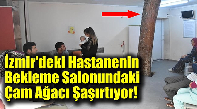 İzmir'deki Hastanenin Bekleme Salonundaki Çam Ağacı Şaşırtıyor