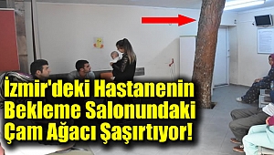İzmir'deki Hastanenin Bekleme Salonundaki Çam Ağacı Şaşırtıyor
