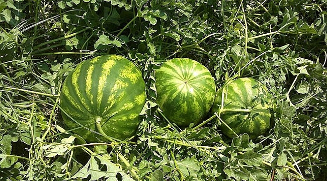 Zam şampiyonu karpuz oldu