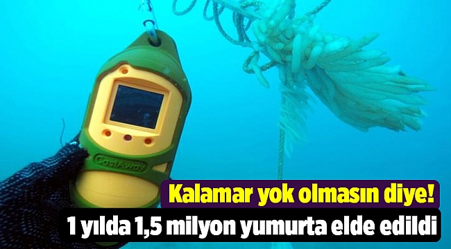 1 yılda 1,5 milyon yumurta elde edildi
