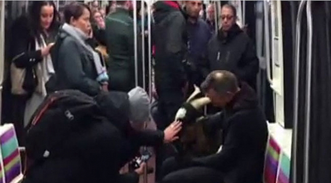 Çaldığı keçiyle metroya bindi