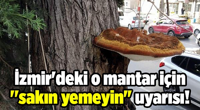 İzmir'deki o mantar için ''sakın yemeyin'' uyarısı!