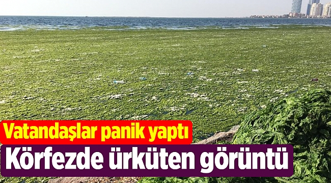 İzmir Körfezi’nde ürküten görüntü