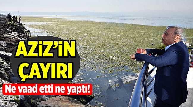 Körfez’de ‘marul’ yetişti