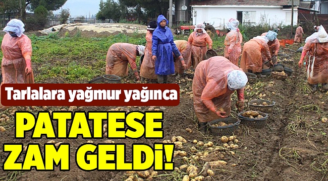 Yağmurlar, patates üreticisini vurdu