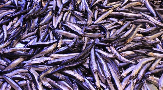 Balıkçılar uyardı: Fiyatlar yükselişe geçebilir