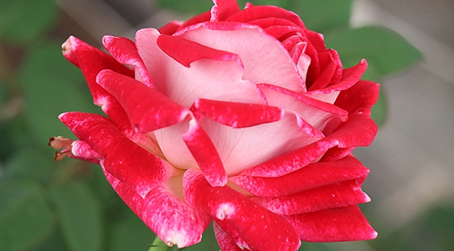 Dünyaca ünlü ‘Türk Gülü&#039; görenleri kendine hayran bırakıyor