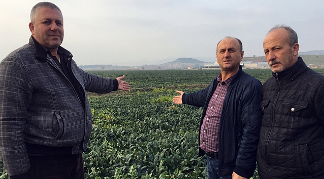 Ispanaklar maliyetten tarlada kaldı