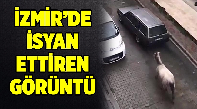 İzmir Karşıyaka'da bir sürücü atı boynundan iple arabaya bağladı