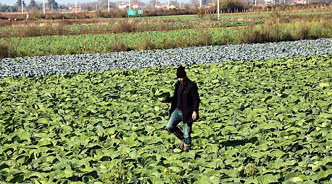 Mor ve beyaz lahana altın yılını yaşıyor