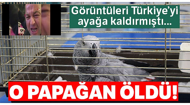 Murat Özdemir'in işkence ettiği papağan öldü