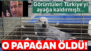 Murat Özdemir'in işkence ettiği papağan öldü