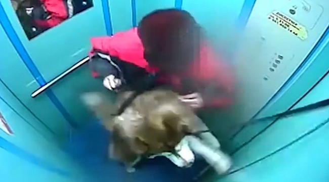 Sahibinin dikkatsizliği az daha canından ediyordu