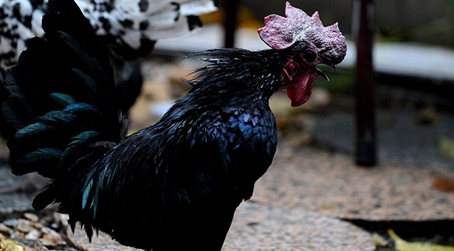 Tavukları podyuma hazırlıyor