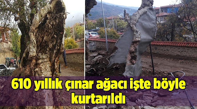 610 yıllık çınar ağacı işte böyle kurtarıldı
