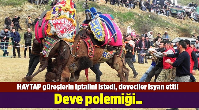 Deve polemiği.. HAYTAP güreşlerin iptalini istedi, deveciler isyan etti!