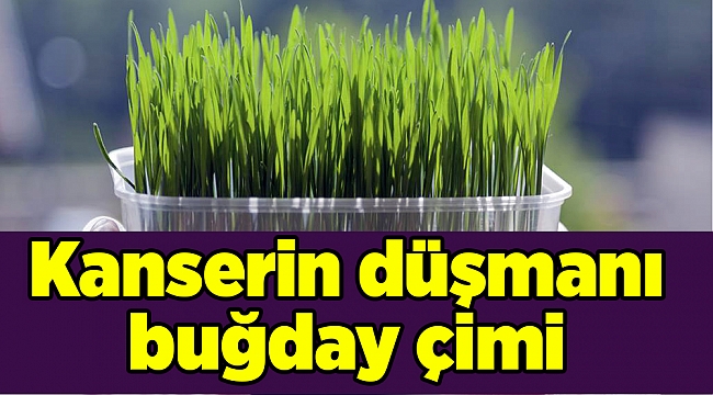 Kanserin düşmanı buğday çimi